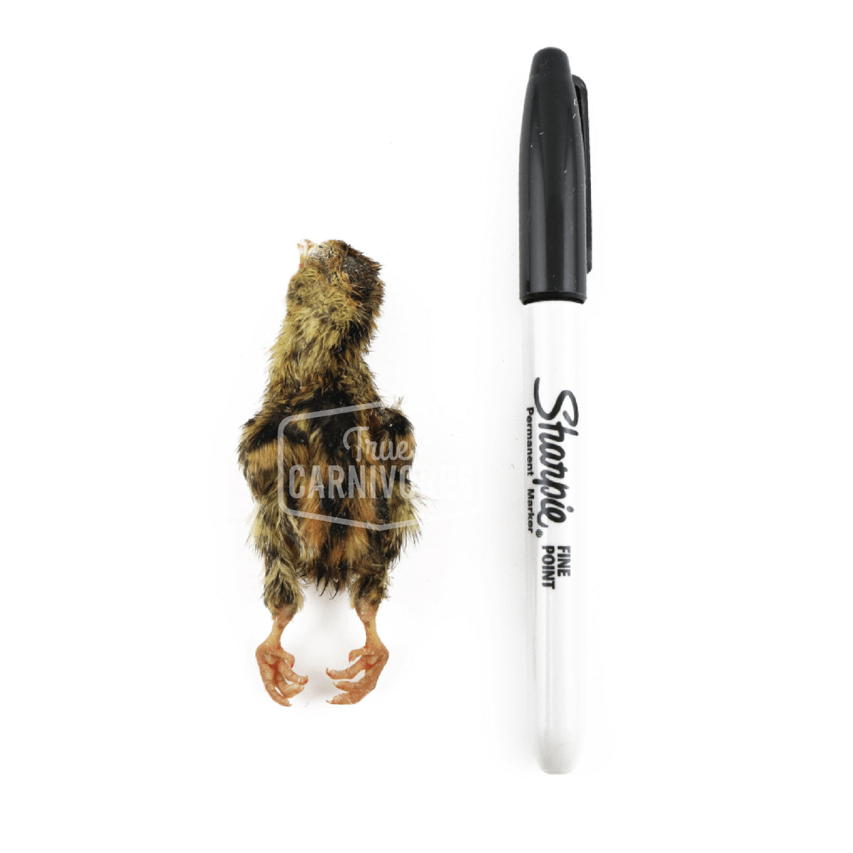 Back 2 Basics Small Frozen Quail Chicklets (6 Pack)