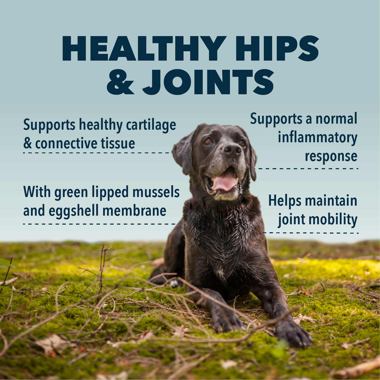 Four Leaf Rover Hip & Joint - Natural Joint Support features a happy dog on a forest floor, highlighting benefits for joint health and mobility with green-lipped mussels.