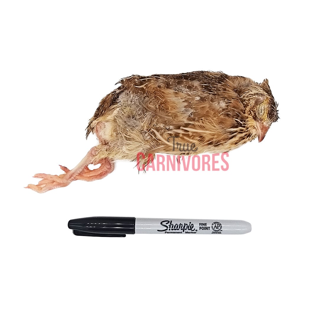 Large Whole Prey Quail with Feathers (3-Pack) shown with a black Sharpie for scale, featuring a deceased young quail laid on a white background.