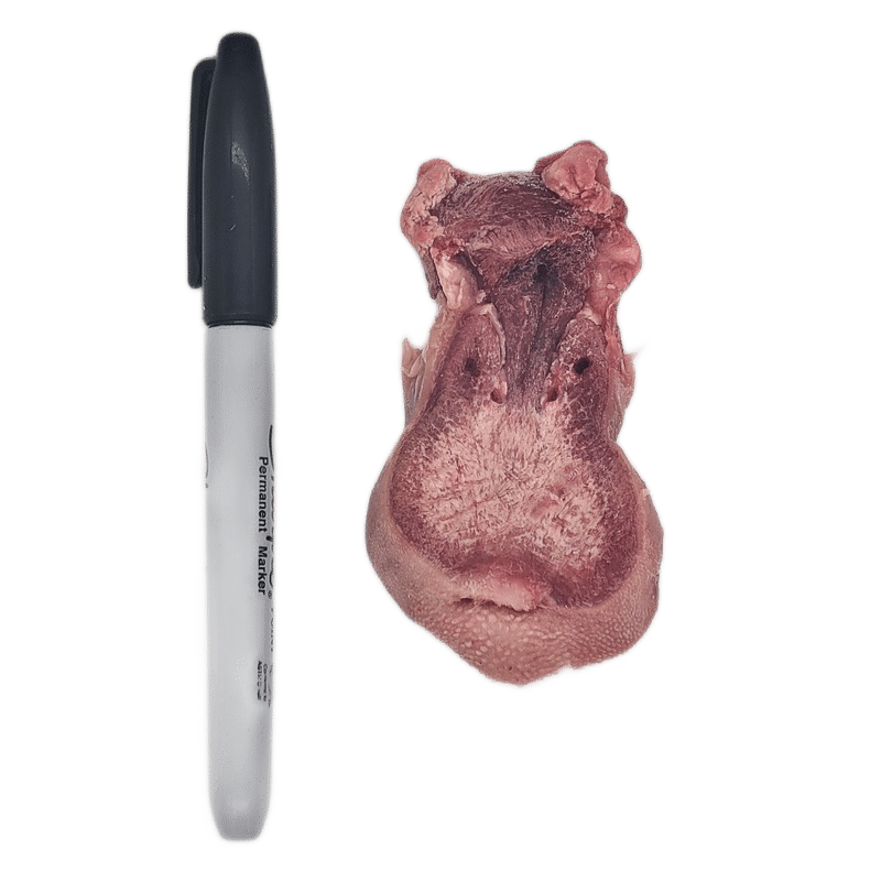Back 2 Basics Sliced Bison Tongue - 1lb Portion Pack next to a black-topped marker, showcasing the raw tongue's texture and papillae for pet nutrition.