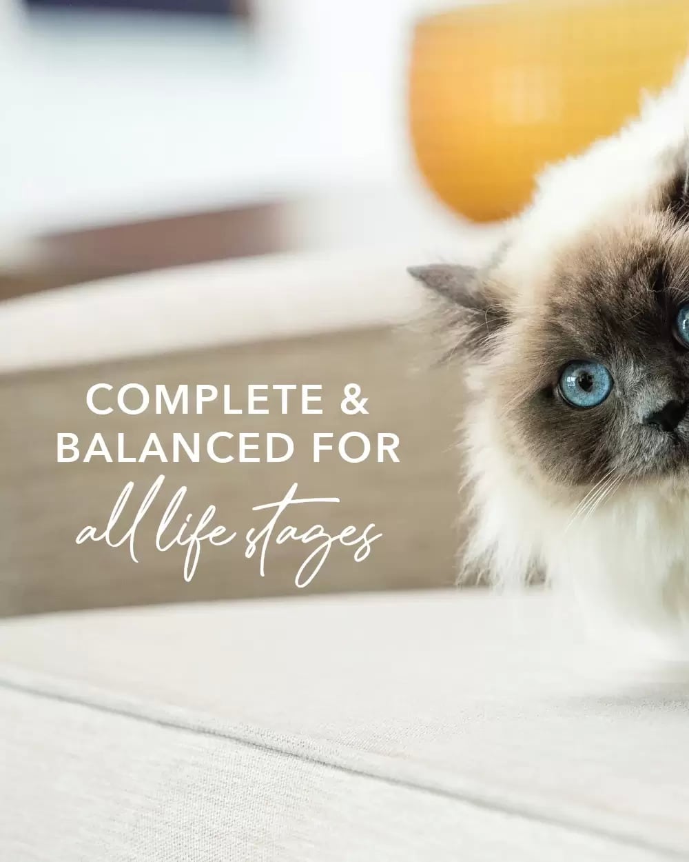 A fluffy blue-eyed cat lounges, promoting Feline Natural Freeze-Dried Chicken Feast, a complete, balanced raw nutrition for cats, easy to rehydrate and serve.