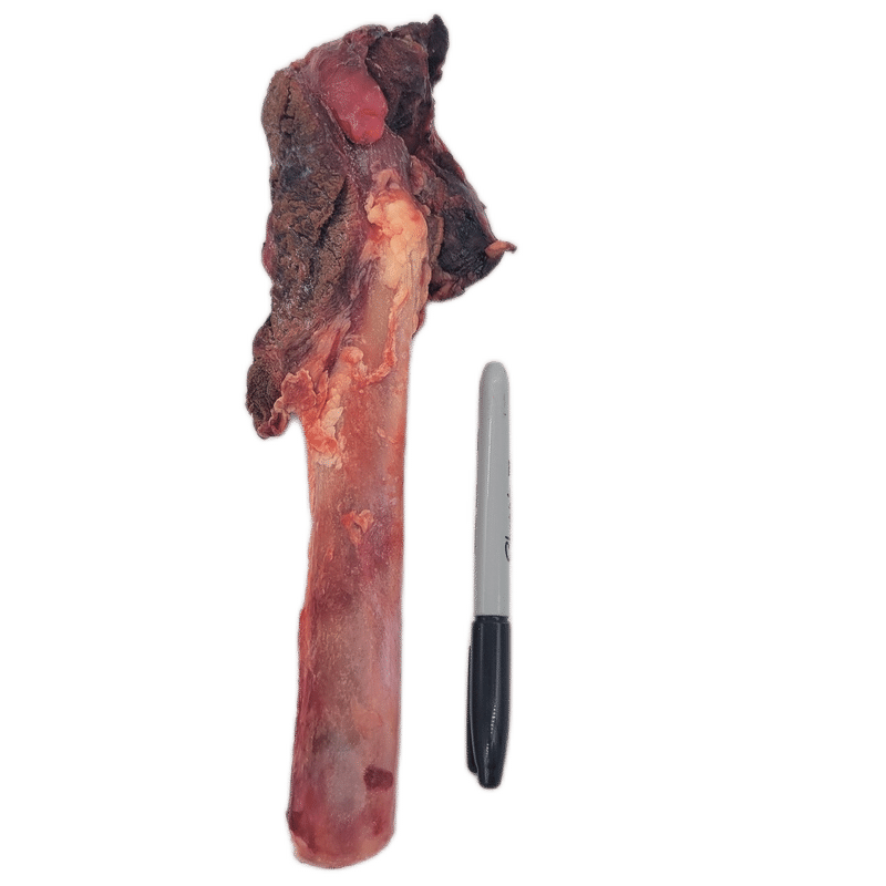 Back 2 Basics Big Dog Bull Pizzle Chew, a large beef femur with meat and fat, beside a Sharpie for scale; a chewy, low-fat dog treat.
