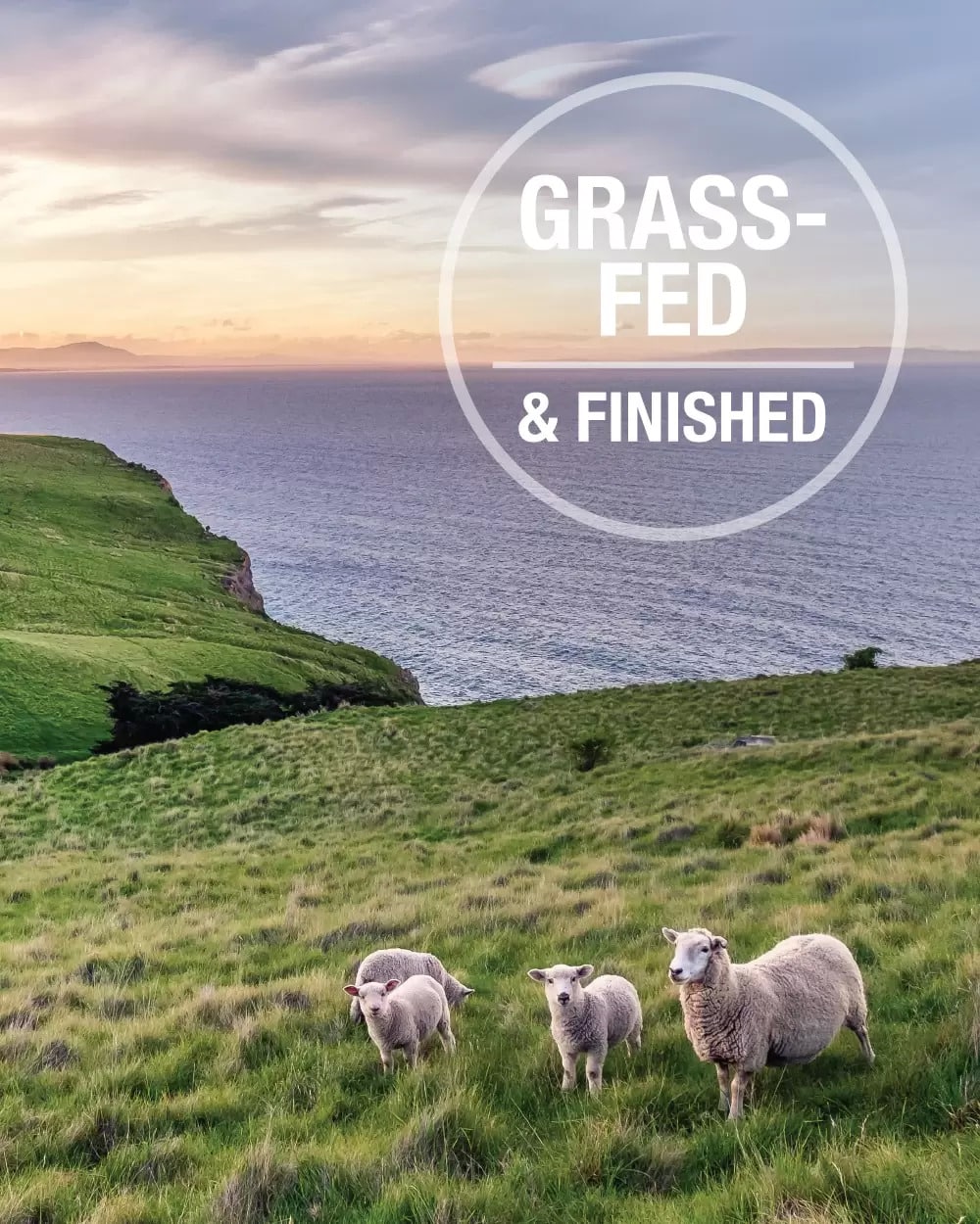 Feline Natural Freeze-Dried Beef Feast features a coastal pasture scene with sheep, emphasizing GRASS-FED & FINISHED for this single-protein raw cat food.