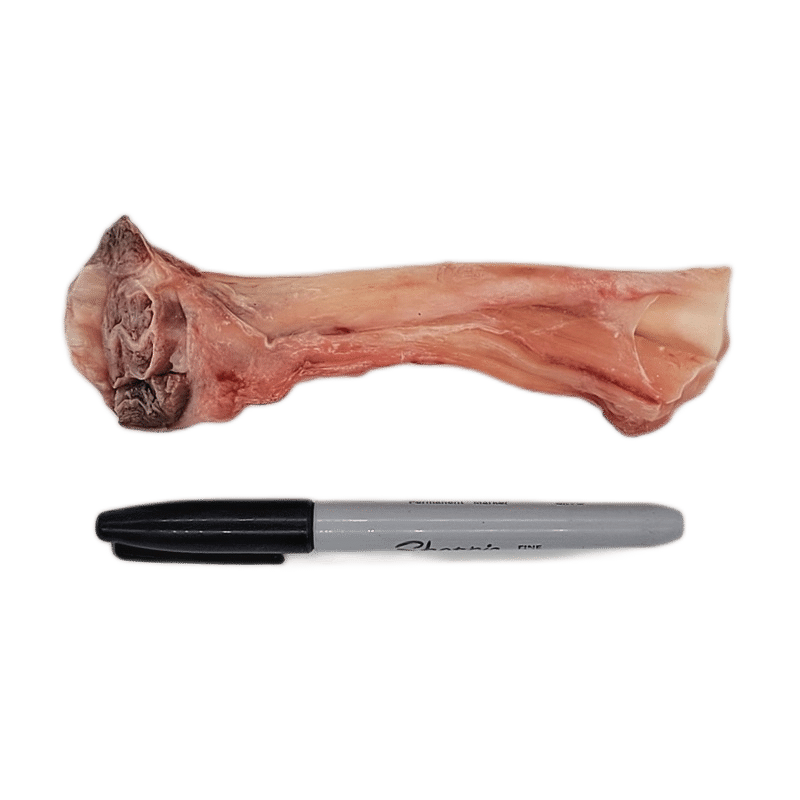 Back 2 Basics Raw Big Dog Bison Tendon - 2 Pack shown with a Sharpie for scale, featuring raw bone with muscle/tendon, ideal for medium to large dogs.