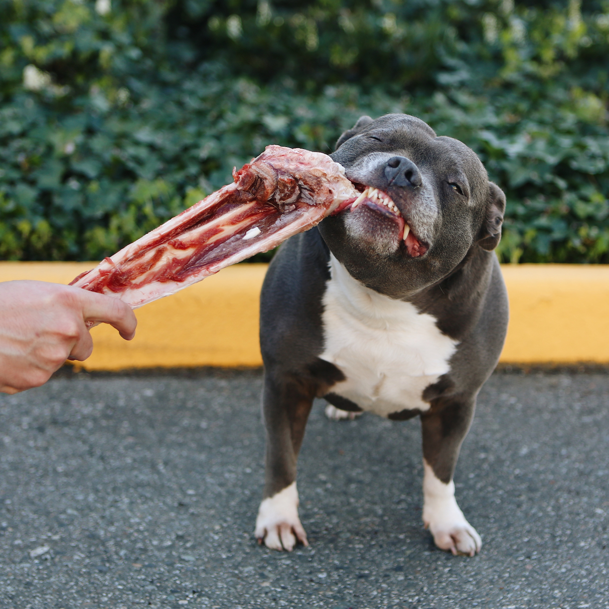 Raw Kangaroo Bone