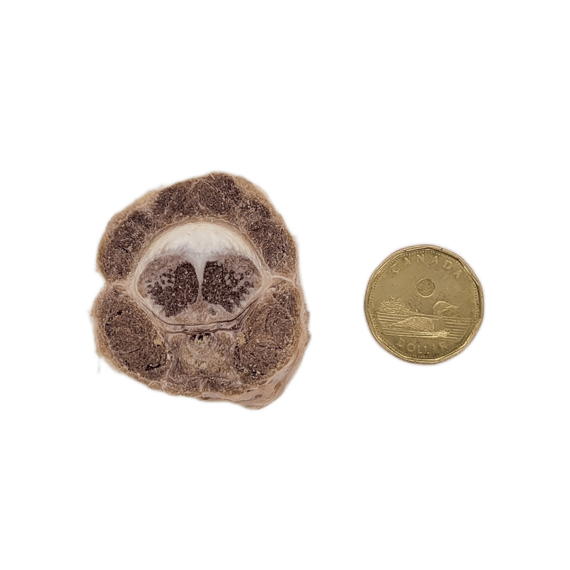 One Ingredient Kangaroo Tail Bites 200g shown as thin, transverse slices with visible spinal cord detail, alongside a Canadian loonie for size comparison.
