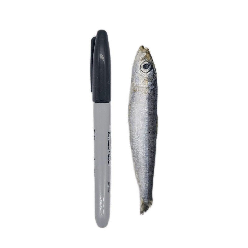 Bulk Mini Sardines - 2lb Bag shown with a standard marker for scale, illustrating the sardine's small size, ideal for pet treats and meals.