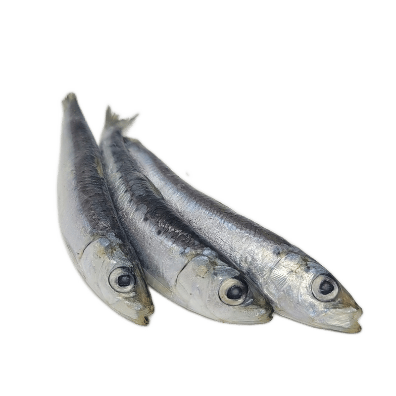 Bulk Mini Sardines