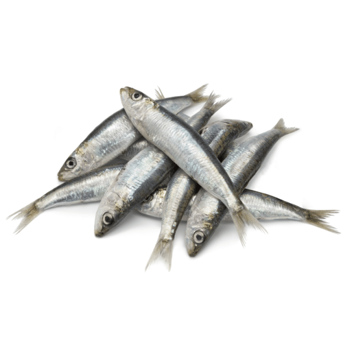 Bulk Mini Sardines