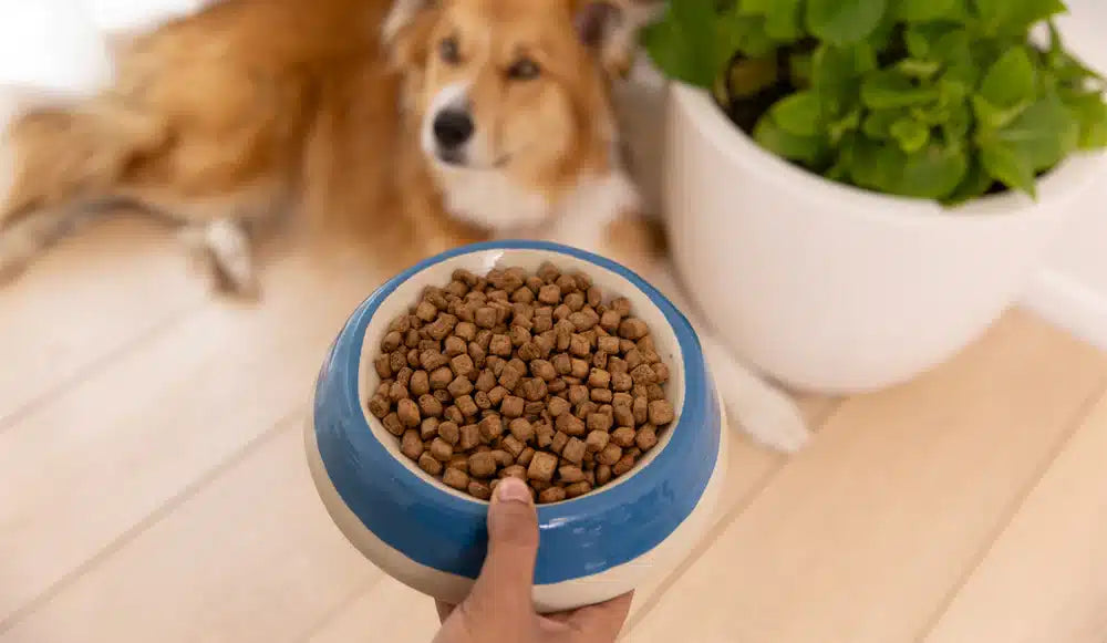 Ziwi Peak Steam-Dried Lamb with Green Vegetables in a blue-and-white bowl, held by a person, with a collie mix dog nearby.