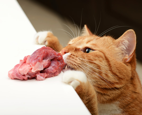 Finicky Cats Transitioning to Raw True Carnivores