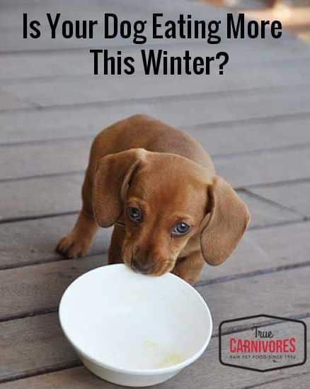 Has Your Dog's Appetite Increased This Winter?