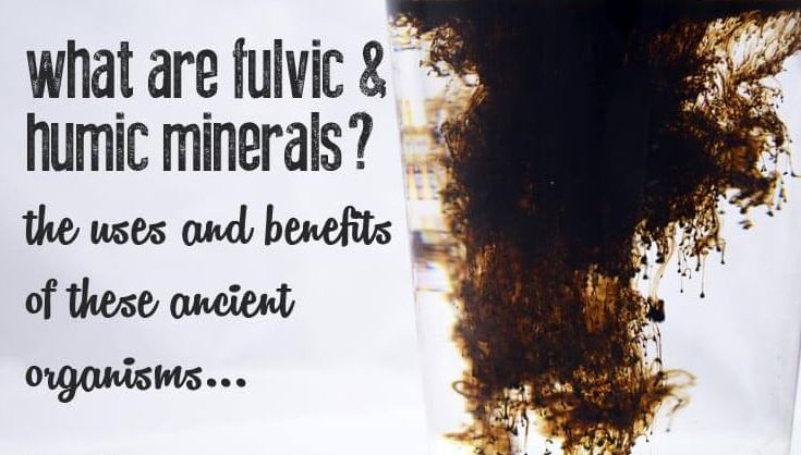 Fulvic and Humic Acids for Dogs and Cats