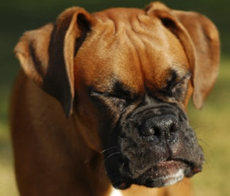 ||A visual representation of some dog breeds with brachycephalic skulls.|