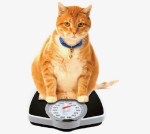 Obesity in Cats|Obesity in Cats|Obesity in Cats|Obesity in Cats|Obesity in Cats