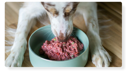 The High-Protein Myth in Pet Nutrition
