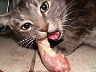 What Cats are Designed to Eat?