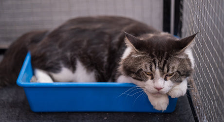 Kidney Disease in Pets