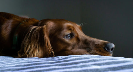 How Pain Affects Your Pet