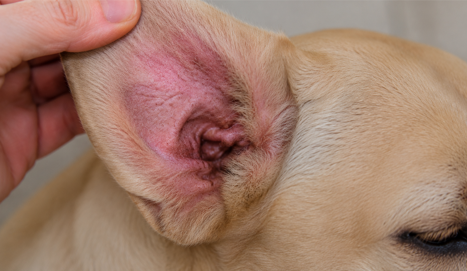 The Worst Dog Food for Yeast Infections - And What to Feed Instead