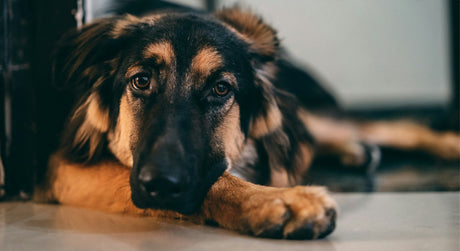 Why won’t my dog eat?