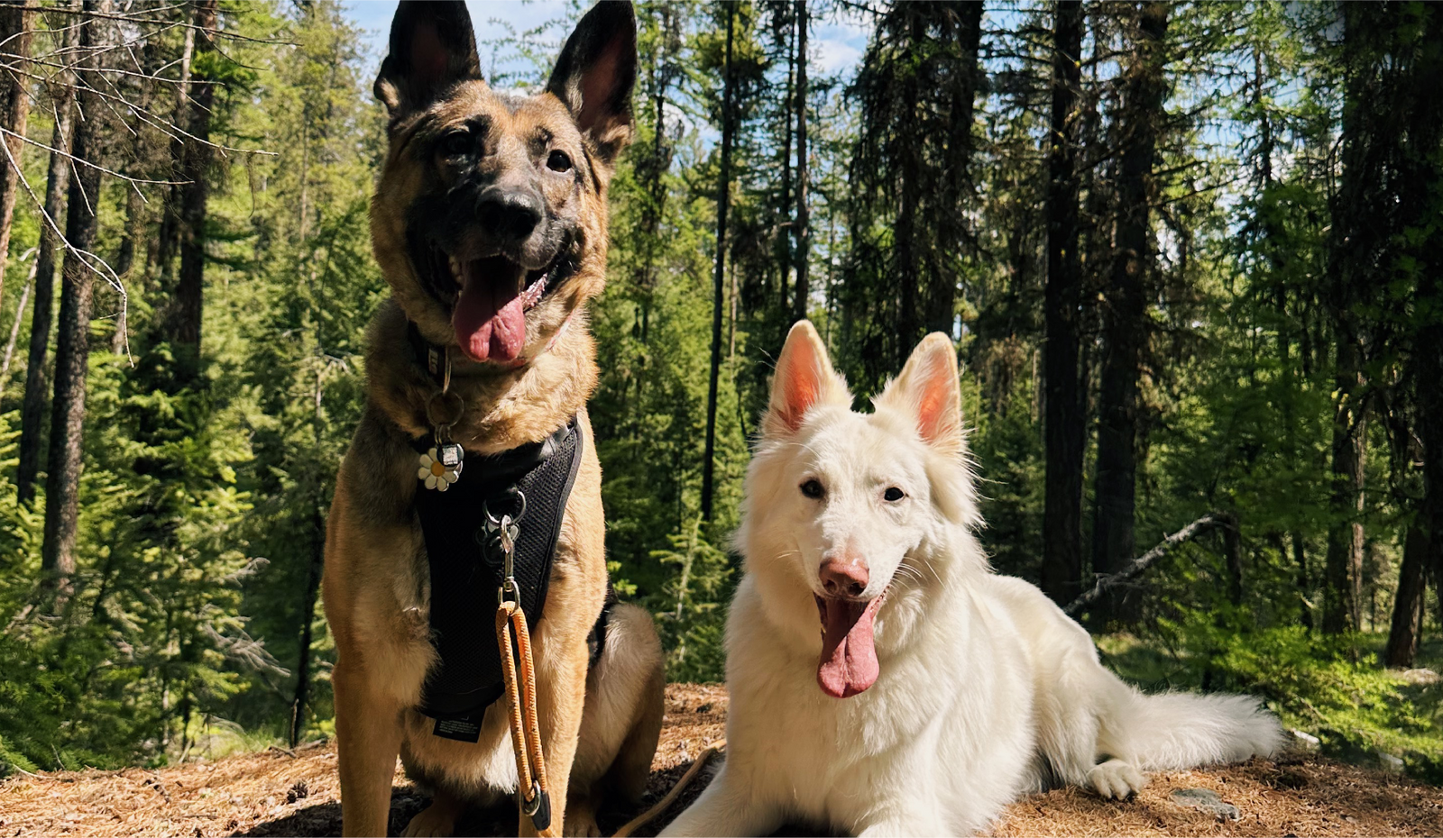 Finding the Best Dog Food in Canada: Why Fresh and Raw Diets Lead the Pack