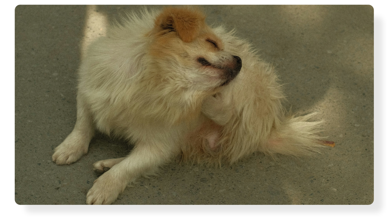 Allergies & Itching in Dogs