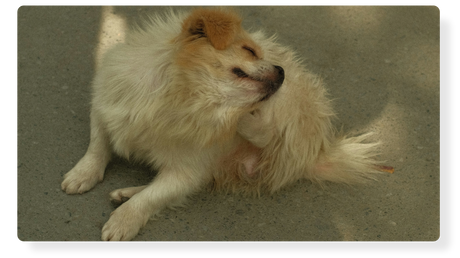 Allergies & Itching in Dogs