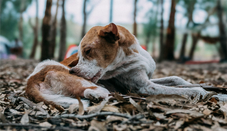 Yeast Infection in Dogs: The Real Cause and How to Treat It Naturally