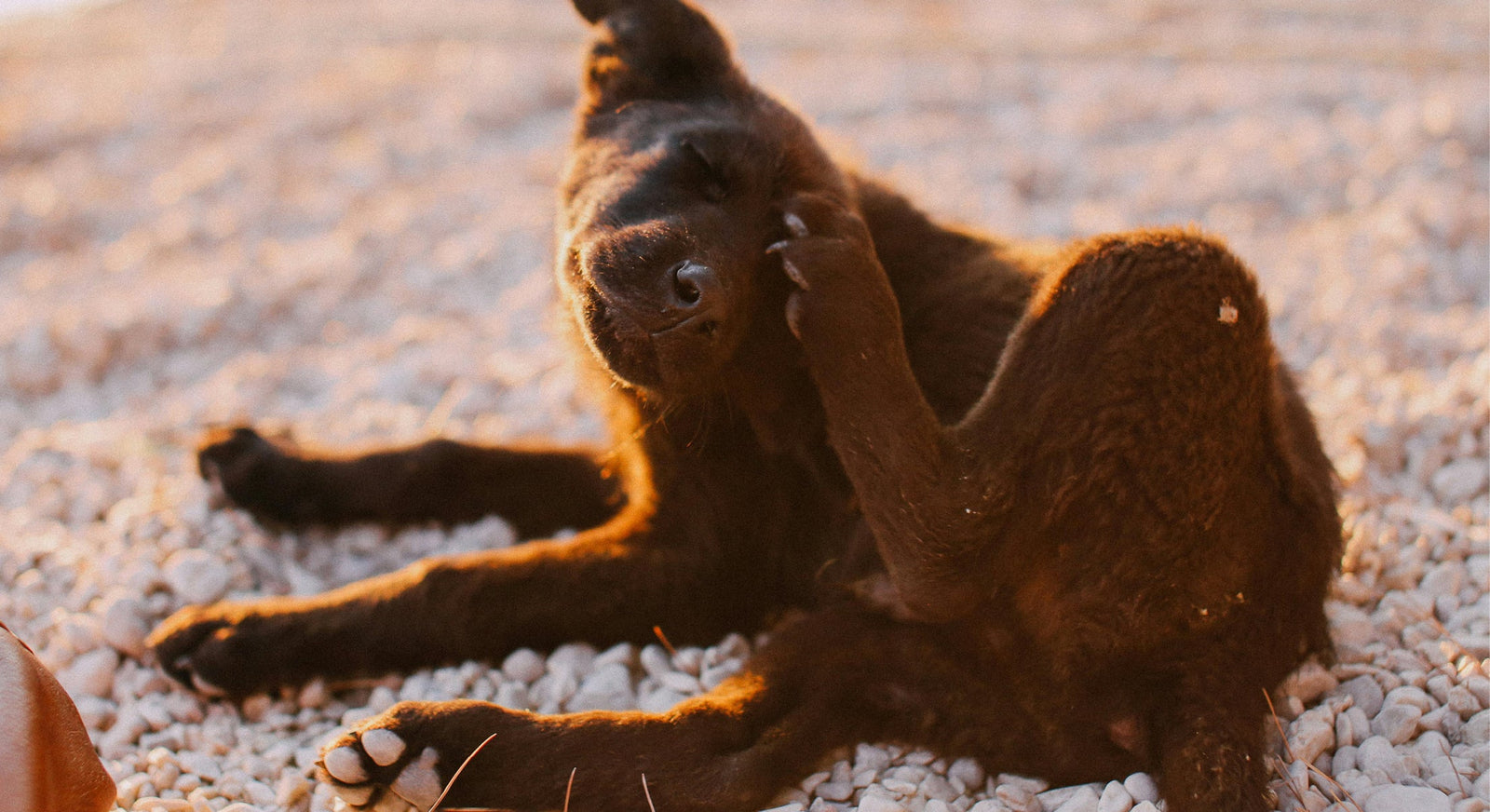 Fleas and Ticks: A Smarter, Safer Approach to Prevention