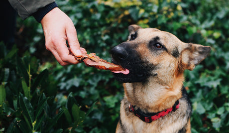 The Ultimate Guide to One Ingredient Dog Treats: Why Simple Is Better for Your Dog