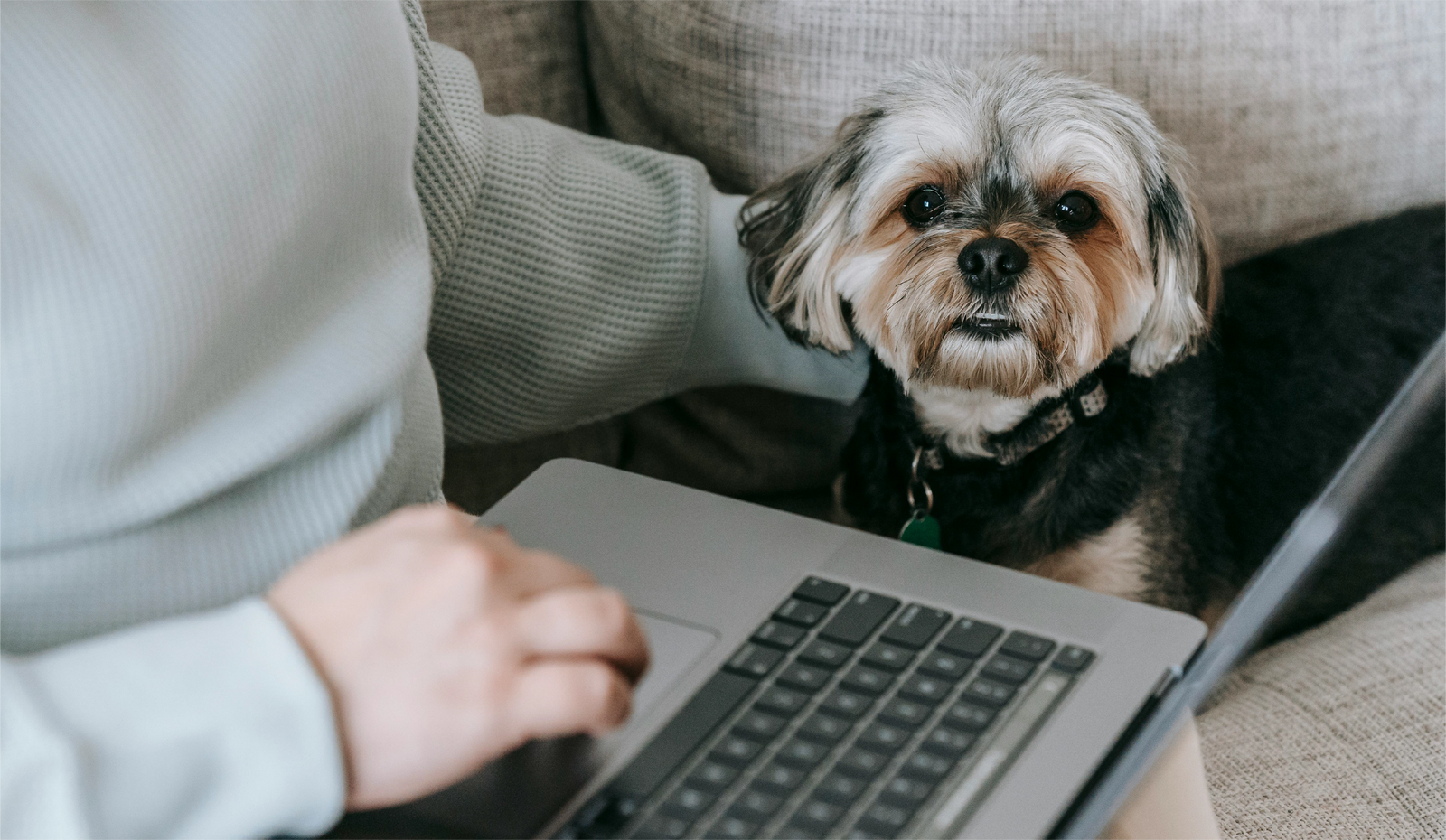 How to Order Dog Food Online: A Complete Guide to Fresh, Healthy Meals for Your Pet