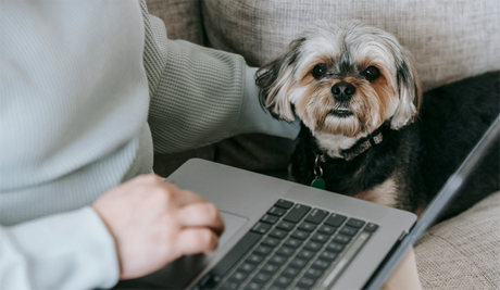 How to Order Dog Food Online: A Complete Guide to Fresh, Healthy Meals for Your Pet