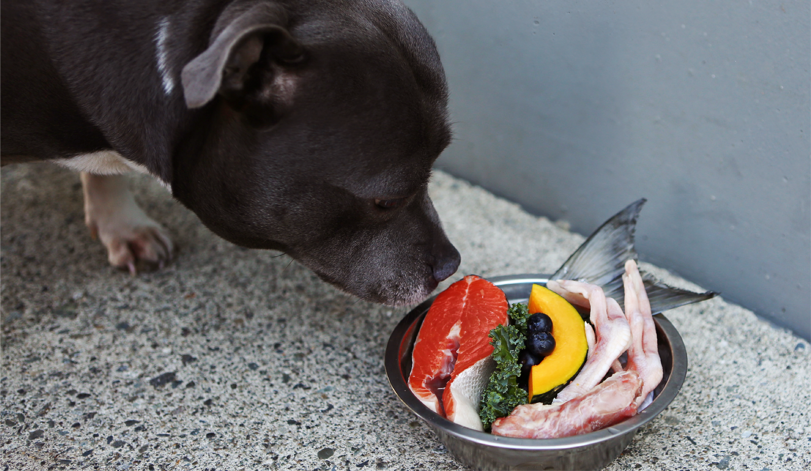 Why Vancouver Pet Owners Are Switching to Raw