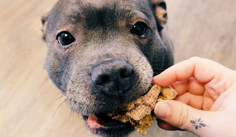 How to Choose a Truly Healthy Dog Treat: Navigating Labels and Ingredients