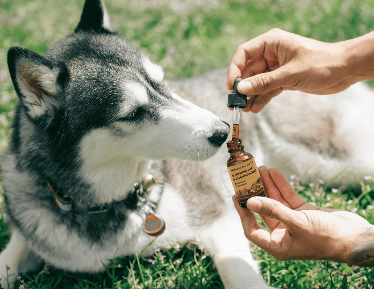 Siberian Husky sniffs Harmonic Arts 5 Mushroom Liquid Tincture, an amber glass bottle of mushroom-extract supplement with dropper, on grass.