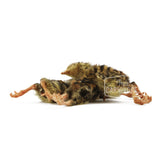 Back 2 Basics Small Frozen Quail Chicklets (6 Pack)