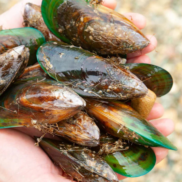 Mussels held in a hand with a blurred natural background