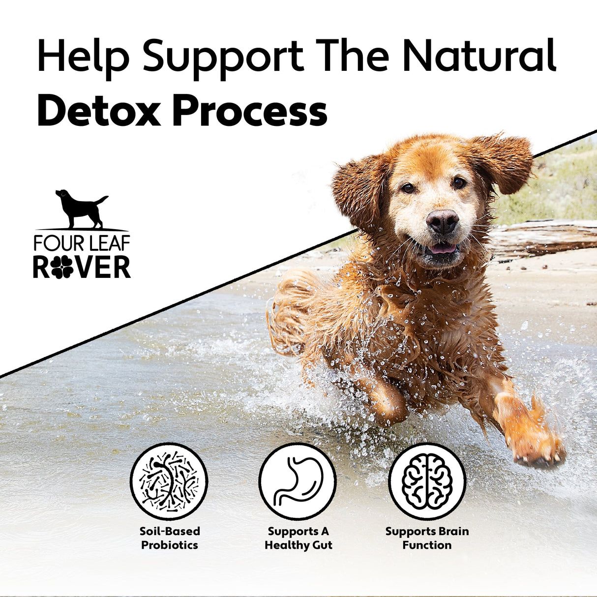 Four Leaf Rover Protect - Soil-Based Probiotics + Prebiotics graphic featuring a joyful Golden Retriever in water, highlighting gut and brain support benefits through soil-based probiotics.