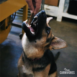 Young shepherd dog reaching for a treat from a hand, showcasing True Carnivores' One Ingredient Dehydrated Beef Brisket, emphasizing its nutritious, easily digestible qualities.