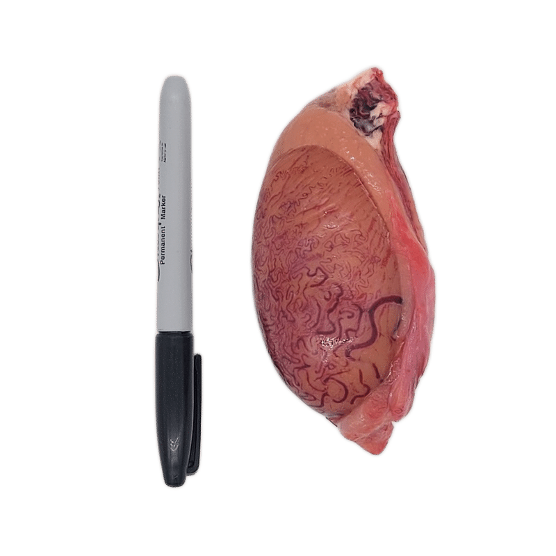 Bulk Bison Testicles - from $8.95/lb; a pinkish-tan organ with visible blood vessels, shown beside a black marker for size reference.