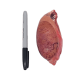 Bulk Bison Testicles - from $8.95/lb; a pinkish-tan organ with visible blood vessels, shown beside a black marker for size reference.