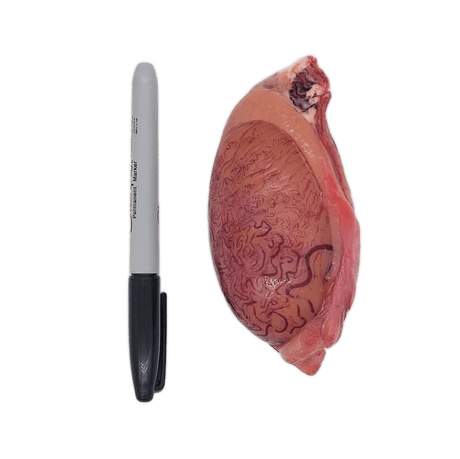 Bulk Bison Testicles - from $8.95/lb; a pinkish-tan organ with visible blood vessels, shown beside a black marker for size reference.