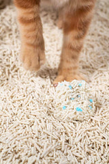 Pidan Tofu Litter Original 2.4kg shows a ginger cat's paws on light-colored litter with blue granules, highlighting its eco-friendly, health-monitoring features.