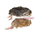 Large Whole Prey Quail with Feathers (3-Pack), featuring two thawed quails with plucked legs and intact feathers, sold for feeding carnivorous pets.