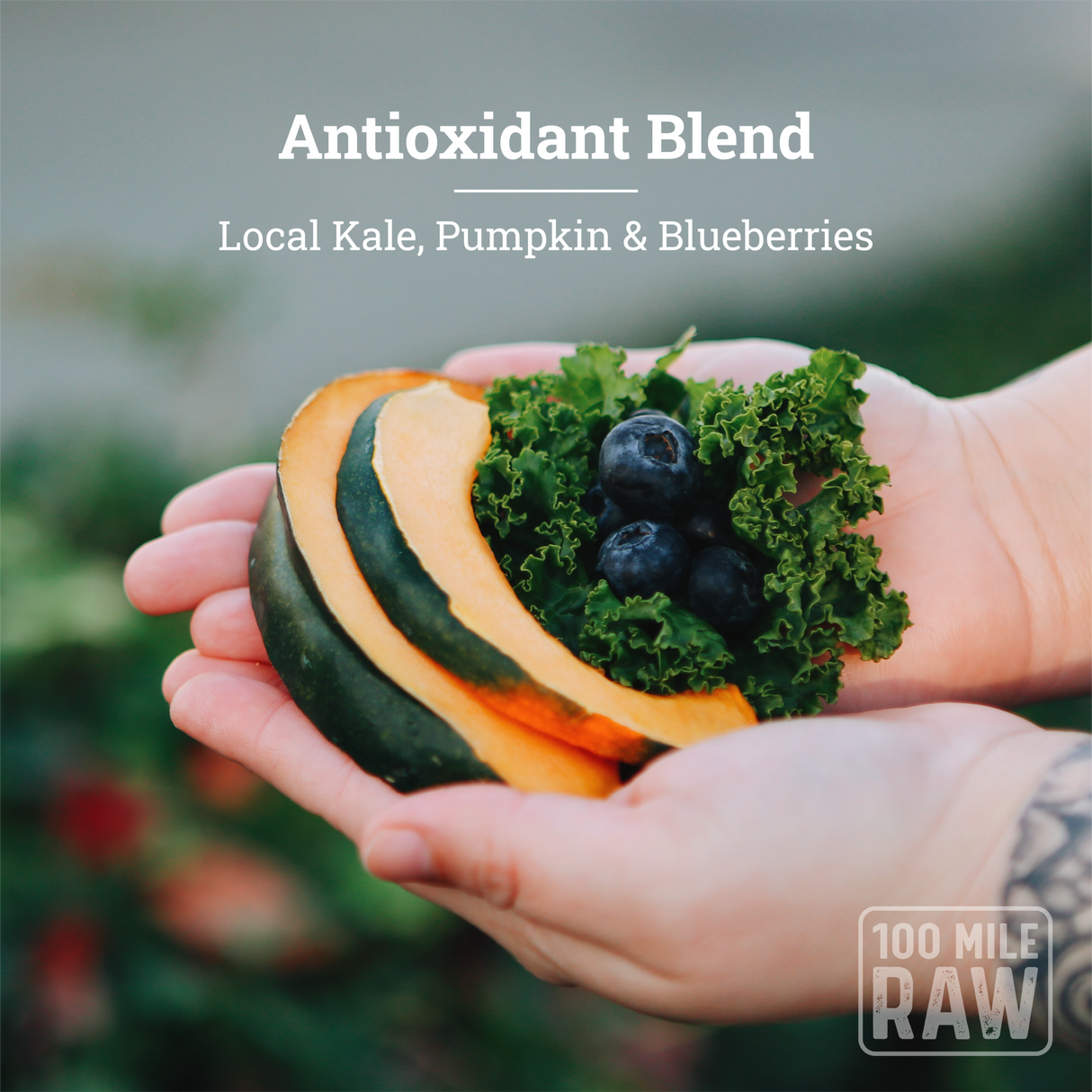 Hands holding kale, blueberries, and pumpkin slices labeled Antioxidant Blend with Local Kale, Pumpkin & Blueberries, showcasing Back 2 Basics Antioxidant Blend for pets.