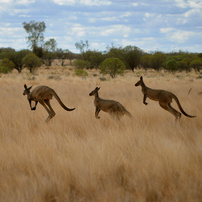Three kangaroos running through a dry grassland with trees in the background