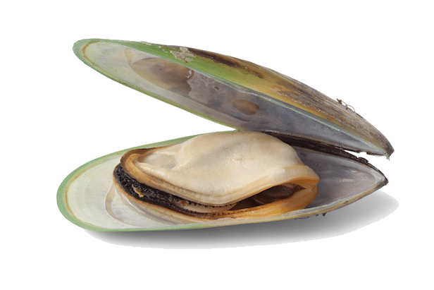 Carnivore Care Green-Lipped Mussel shown in its green-tinged shell, highlighting the soft edible interior, ideal for joint health and anti-inflammatory benefits for dogs.