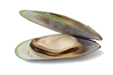 Carnivore Care Green-Lipped Mussel shown in its green-tinged shell, highlighting the soft edible interior, ideal for joint health and anti-inflammatory benefits for dogs.