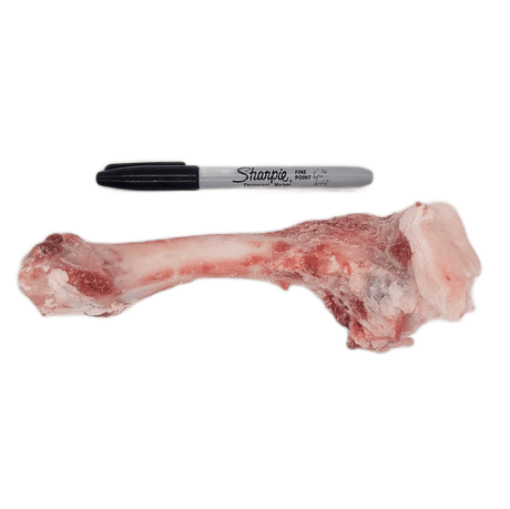 Bulk Lamb Femurs - 3 for $10: Large raw lamb femur bone with meat, alongside a Sharpie marker for scale; ideal chew for small to medium dogs.